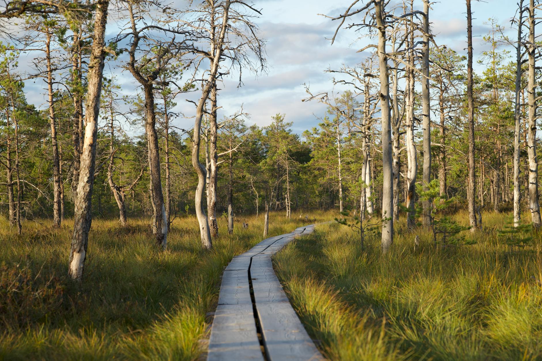 UMKS Trójka Ostrołęka: Galeria „Moja Ostrołęka” otwarta dla mieszkańców